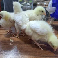 جوجه گوشت 16روزه