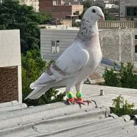 سه عدد کبوتر فروشی