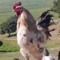 خروس محلی فروشی