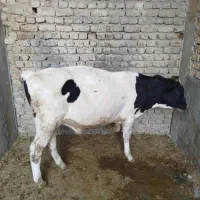 گوساله هلشتان نر