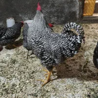 تخم نطفه دار امروک