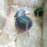 یک عدد کبوتر آلمانی جا برای نگهداری ندارم