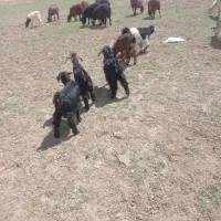 پنج راس بزغاله ماده