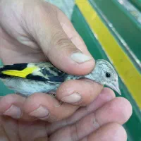 جوجه سهره سیاهسر