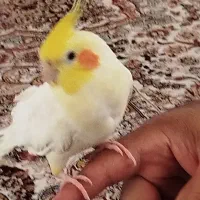عروس هلندی نر اهلی