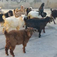 بزغاله نر وماده