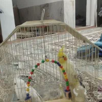 پرنده زینتی
