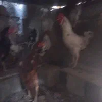 خروس گلین ارگانیک