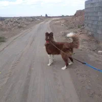 سگ گله ای