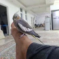 عروس هلندی
