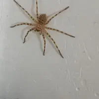 عنکبوت