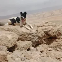 لاس دو. رگه سراب قهدریجان یک ساله