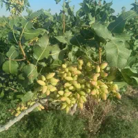 پیوند و ترکه پسته احمد اقایی اکبری قلمه