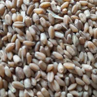 گندم تمیز خرید