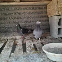 کویت نر ماده فروشی