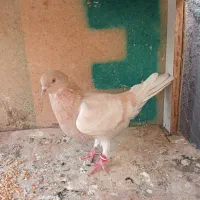 کفت ر|پرنده|تهران, علایین|دیوار