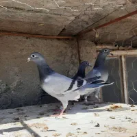 جوجه مسافتی