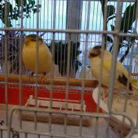 گلاستر کنسورت اورجینال
