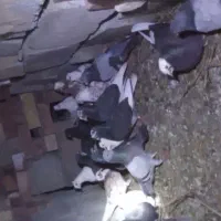 1500000|حیوانات مزرعه|کهنوج, |دیوار