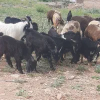 گوسفند زنده کهره بره