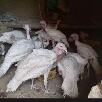 بقلمون گوشتی بزرگ