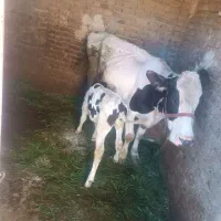 گاو گوساله درجه یک