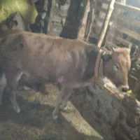 گاو ۵ ساله