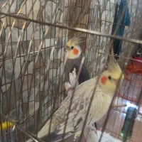 عروس هلندی مولد سرحال