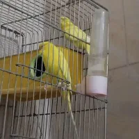 جفت مرغ عشق