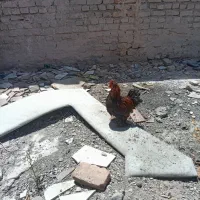 خروس کوشین زیبا