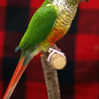 گرینچیک نر