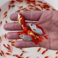 ارسال مطمئن انواع ماهی قرمز  به تمام ایران