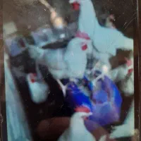 مرغ تخم گذار