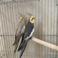 عروس هلندی