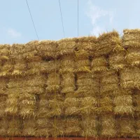 پرس گندم