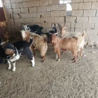 کهره نر چاق