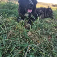 سگ قدرجونی سفت