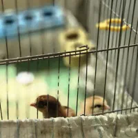 جوجه رسمی