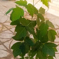 نهال افرا