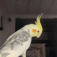 عروس هلندی نر