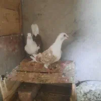 نرو ماده دوکت کویتی
