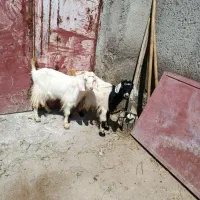 2عدد چپیش ماده کوک نصف گوشت برای فروشی