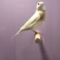 فنچ گلدین جفتی وماده تک
