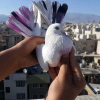 کفتر‌غریب