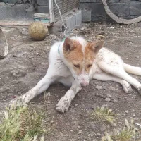 سگ میکس
