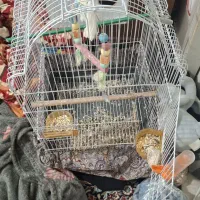 فروس قفس