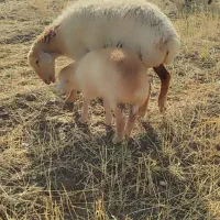گوسفند شیشک بالالی