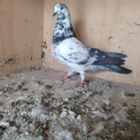 ماده کاسکو اصل