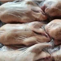 فروش انواع اردک وخروس وغاز وبوقلمون