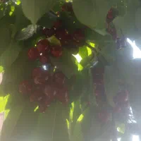 گیلاس درجه یک